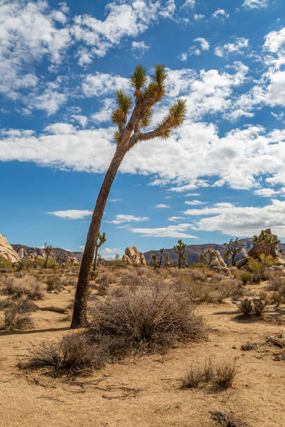 istock A Joshua Tree in the Desert 1155694104