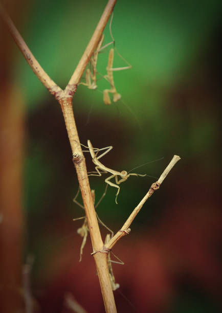 istock Closeup of several baby Praying Mantis 1155694723
