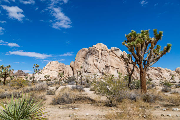 istock Joshua Trees in the Desert 1155694741