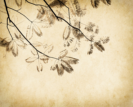 leaves tree with old grunge antique paper texture