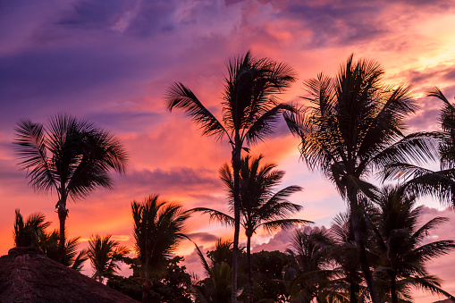 Tropical paradise relax, coconut palm trees dramatic sunset – Bahia, northeast Brazil
