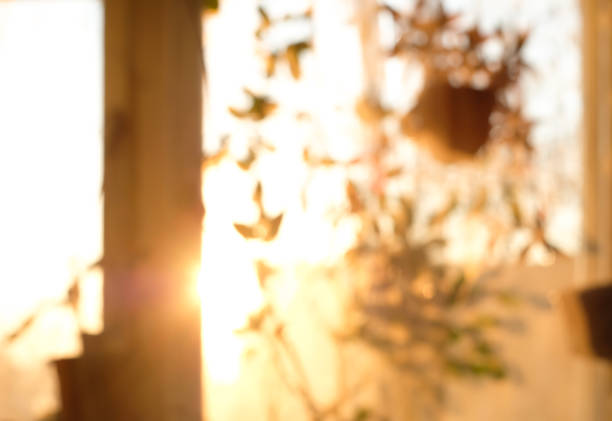 Conceptual blurred image in warm vintage tones of a window with different houseplants at sunset or sunrise. stock photo