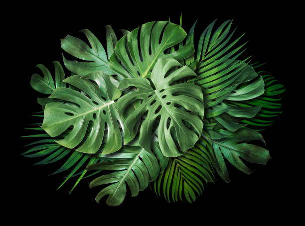 Tropical leaves on black background with copy space Summer banner design