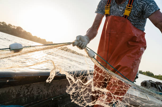 Fishermans web Dynamic composition with a fisherman dressed in an orange rompers gathering his trammel net during a fishing trip on the Danube river. commercial fishing net photos stock pictures, royalty-free photos & images