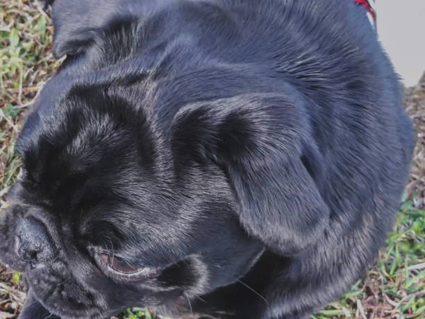 istock Black pug in the nature. Blur effect 1155706519
