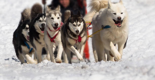 istock Dog sled racing with huskies 1155706589