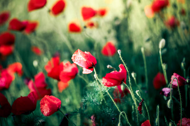 istock Fresh Wild Poppies Growing in the Meadow 1155707067