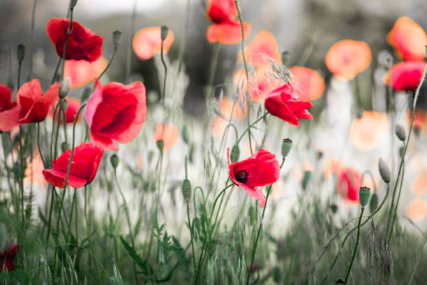 istock Fresh Wild Poppies Growing in the Meadow 1155707076