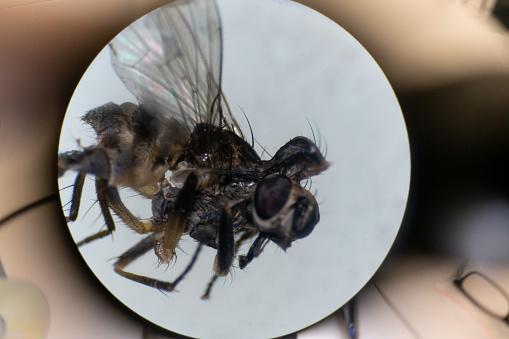 Black Soldier flie Hermetia illucens laying eggs in a carton.