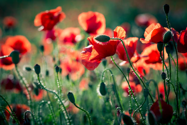 istock Fresh Wild Poppies Growing in the Meadow 1155708821