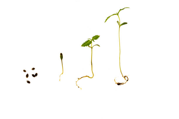 istock The Cannabis plant, Ganja 1155708963