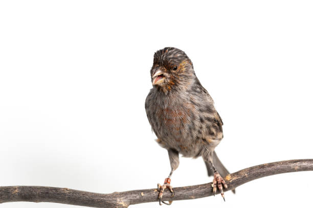 istock The House Finch 1155709049