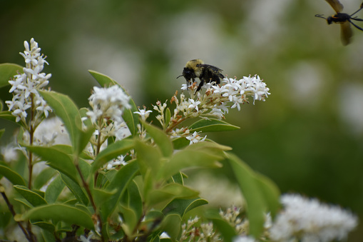 Bee in springtime