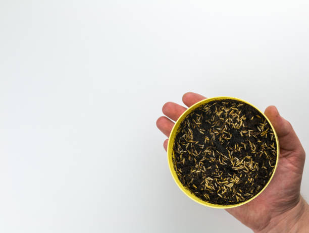 istock Cat grass seeds sown in yellow pot in bottom rightheld by hand on white background 1155711861