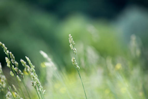 Fresh green grass field on blurred bokeh background close up, ears on meadow soft focus macro, beautiful sunlight summer lawn, spring season nature landscape, fresh green grass texture, copy space