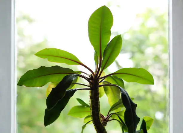 Houseplant Euphorbia leuconeura on the window with light blurred background