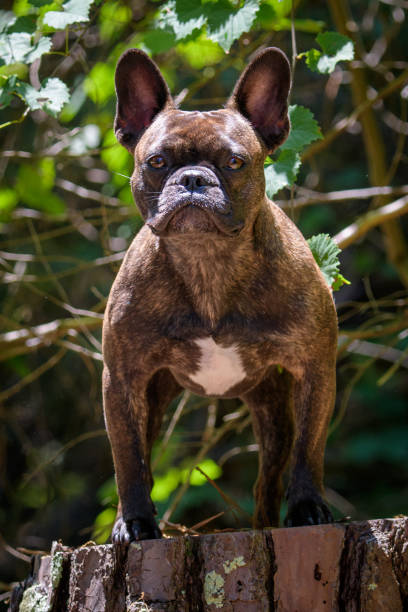 istock French bulldog portrait on a tree stump 1155713653
