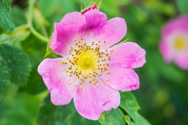 beautiful flower of wild rose on a green background stock photo