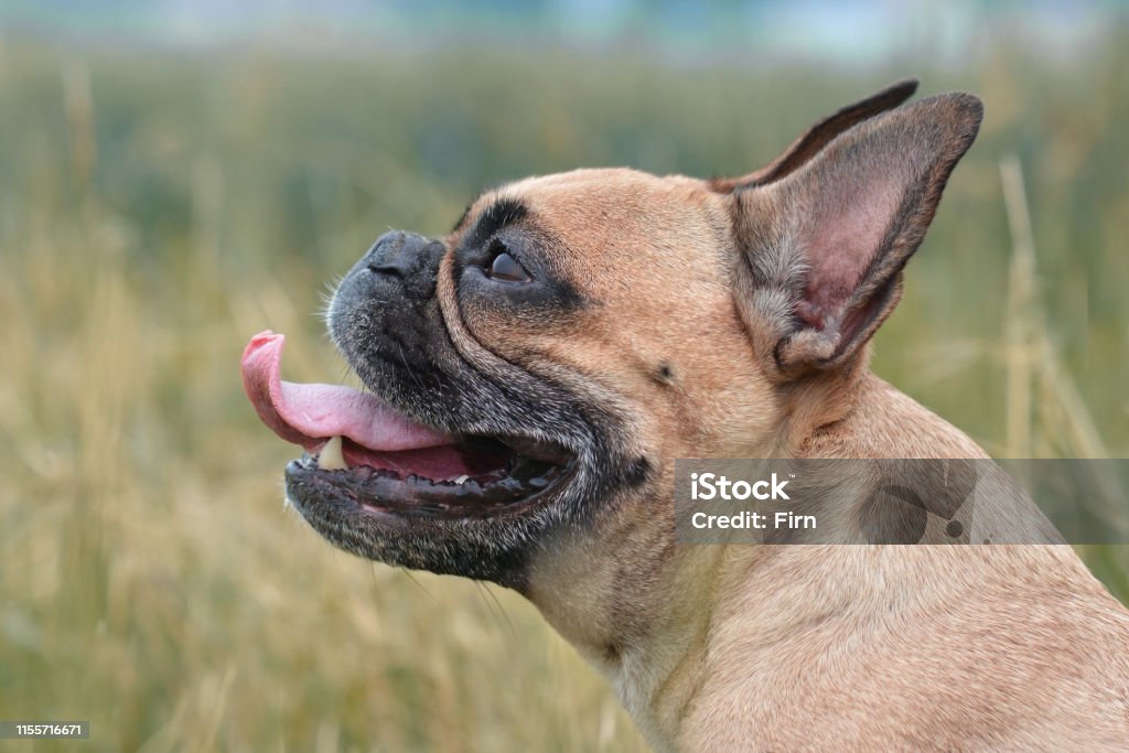 Zijaanzicht van een Fawn Franse Bulldog hond met lange neus, uitsteken tong - Royalty-free Hond Stockfoto