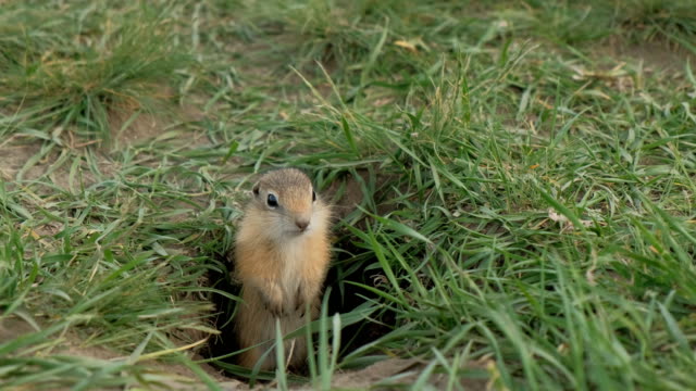 Close-up gopher crawls out of his hole.