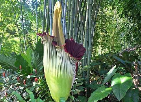 Corpse Flower partially opened