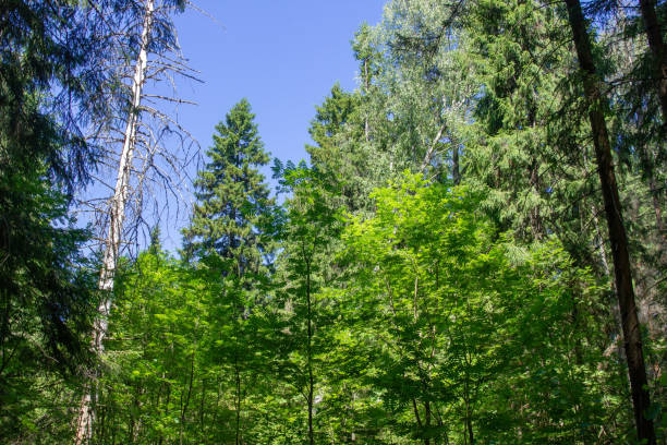 istock Summer landscape against blue sky in wild forest 1155718406