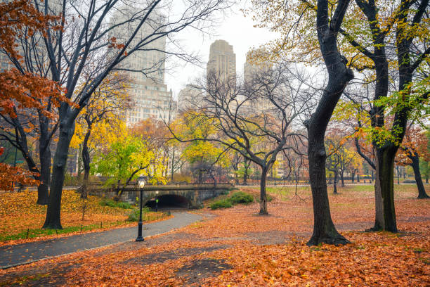 istock NY Central park at rainy morning 1155719480