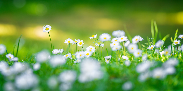 Common Daisy flowerbed on lawn