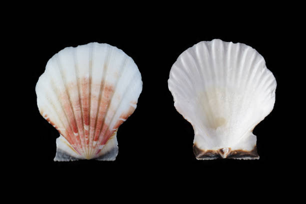istock Antillean scallop - Bractechlamys antillarum 1155720489