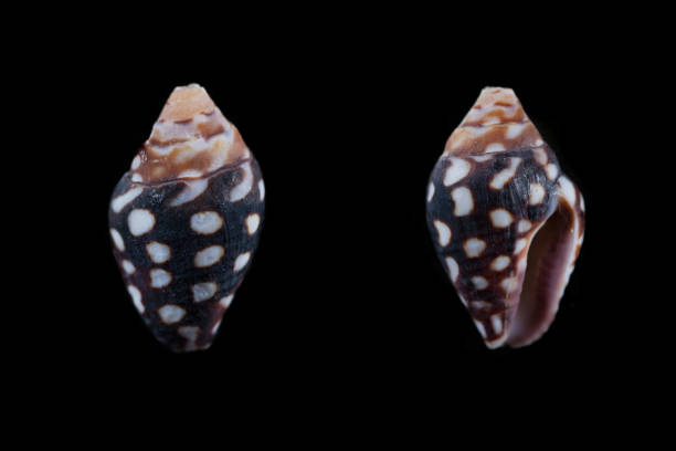 Pyrene Scripta 120+ Pyrene Stock Photos, Pictures & Royalty-Free Images - iStock