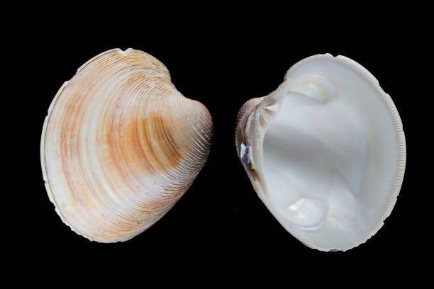 istock southern quahog-Mercenaria campechiensis 1155720546
