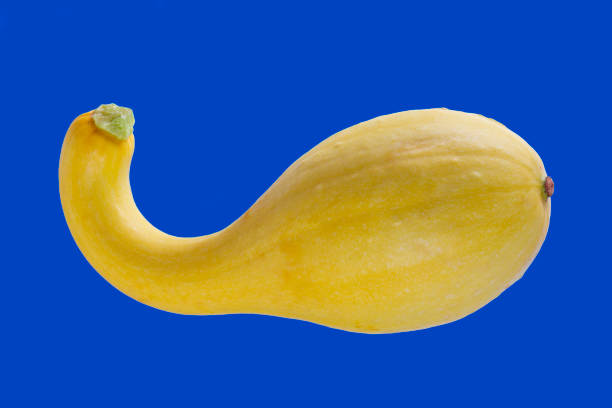 abóbora curvada amarela da garganta em um fundo azul - crooked neck squash - fotografias e filmes do acervo