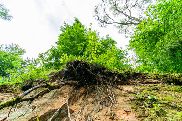 istock old stone brick wall in green forest 1155721039