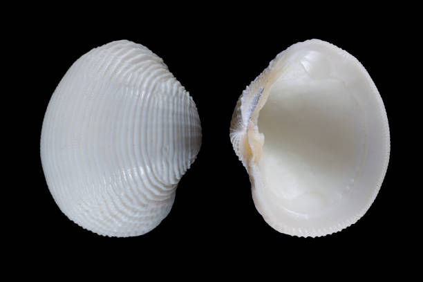 istock Corbis Fimbriata Cuvier 1155721061