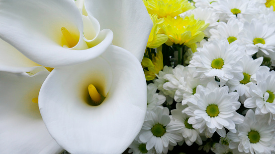 White chrysanthemum flowers and calla lily