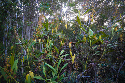 View to pitcher plant of Nepenthes in Atsinanana region, Madagascar