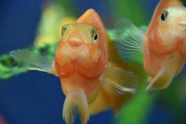 istock Tropical fish in an aquarium 1155723726