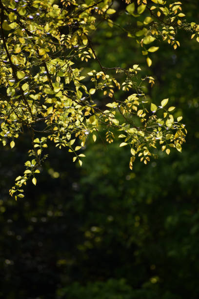 istock Shades of Spring 1155724605