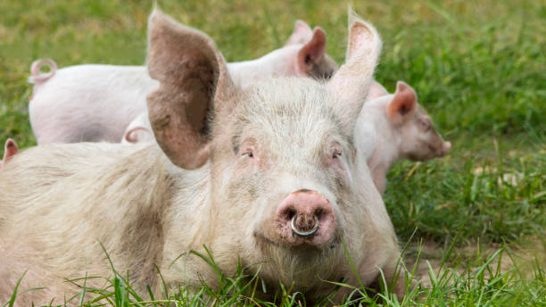 istock Happy pigs on a blossoming meadow 1155724756