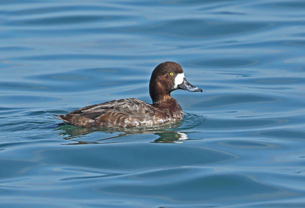 Greater Scaup (Aythya marila) Greater Scaup (Aythya marila nearctica) adult female swimming in harbour"n"nChoshi, Chiba Prefecture, Japan        February greater scaup stock pictures, royalty-free photos & images