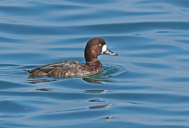 Greater Scaup (Aythya marila) Greater Scaup (Aythya marila nearctica) adult female swimming in harbour"n"nChoshi, Chiba Prefecture, Japan        February greater scaup stock pictures, royalty-free photos & images