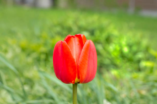 bellissimo bocciolo di un tulipano rosso sullo sfondo di un'erba verde. messa a fuoco selettiva. - bud flower tulip flowers foto e immagini stock