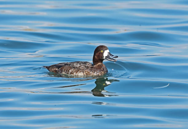Greater Scaup (Aythya marila) Greater Scaup (Aythya marila nearctica) adult female swimming in harbour, drinking"n"nChoshi, Chiba Prefecture, Japan        February greater scaup stock pictures, royalty-free photos & images