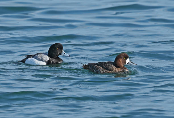 Greater Scaup (Aythya marila) Greater Scaup (Aythya marila nearctica) adult pair swimming in harbour"n"nChoshi, Chiba Prefecture, Japan        February greater scaup stock pictures, royalty-free photos & images