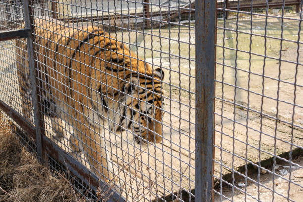 istock The tiger goes behind bars. 1155726615