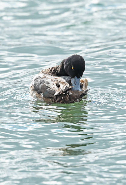 Greater Scaup (Aythya marila) Greater Scaup (Aythya marila nearctica) first winter male moulting into adult plumage, preening"n"nChoshi, Chiba Prefecture, Japan        February greater scaup stock pictures, royalty-free photos & images