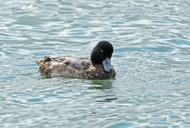 Greater Scaup (Aythya marila) Greater Scaup (Aythya marila nearctica) first winter male moulting into adult plumage"n"nChoshi, Chiba Prefecture, Japan        February greater scaup stock pictures, royalty-free photos & images