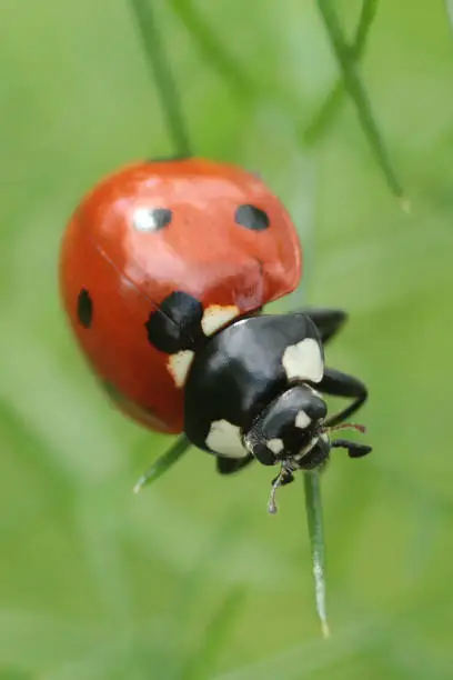 Coccinella septempunctata on unidentified plant