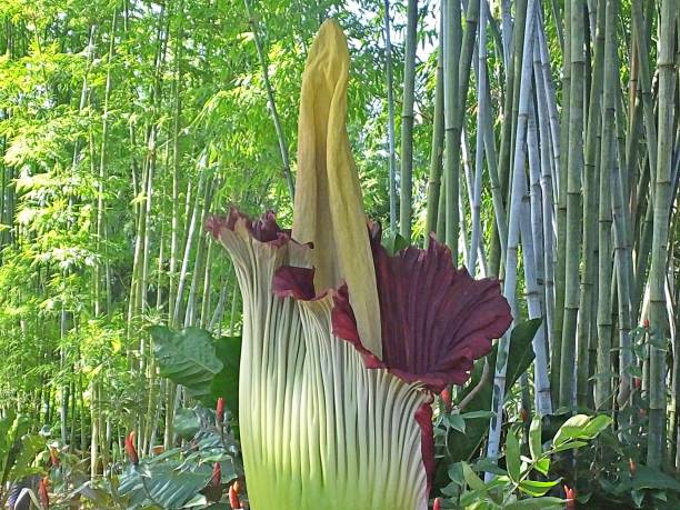 istock Corpse Flower (Amorphophallus titanum) - rare flower known for it's putrid smell 1155729180
