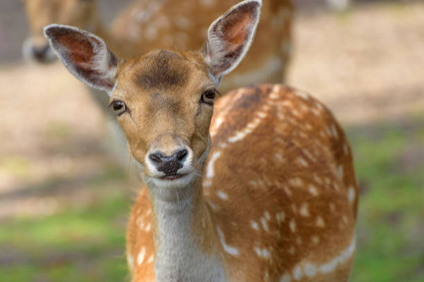 istock Sika deer, spotted deer or the Japanese deer. Close up 1155729190
